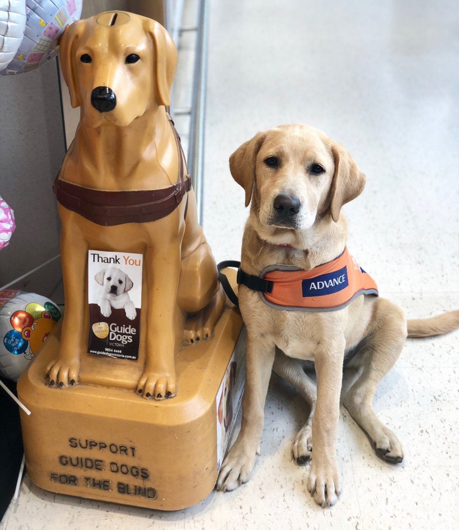 NDIS Assistance Animals & How to Qualify