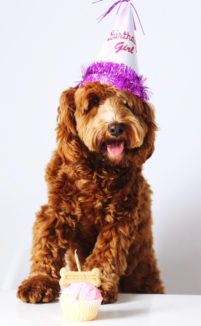 Female Cavoodle dog Celebrating her birthday