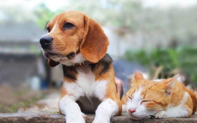 Dog Rehoming Statistics Australia