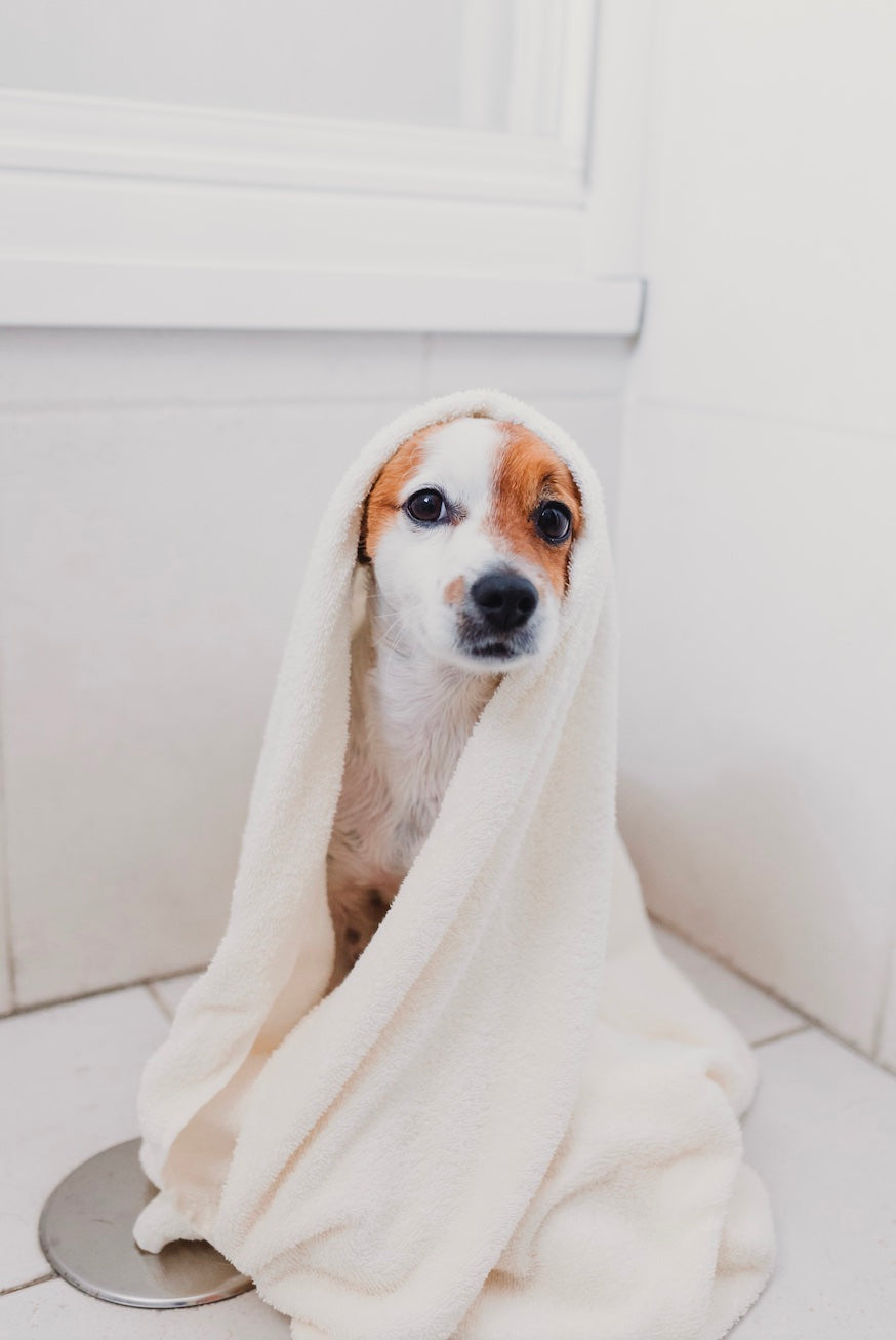 Dog bath with a towel