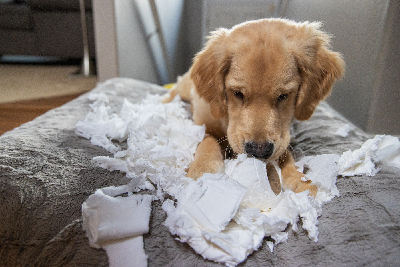 Puppy Toilet Training: 9 Practical Tips That Work