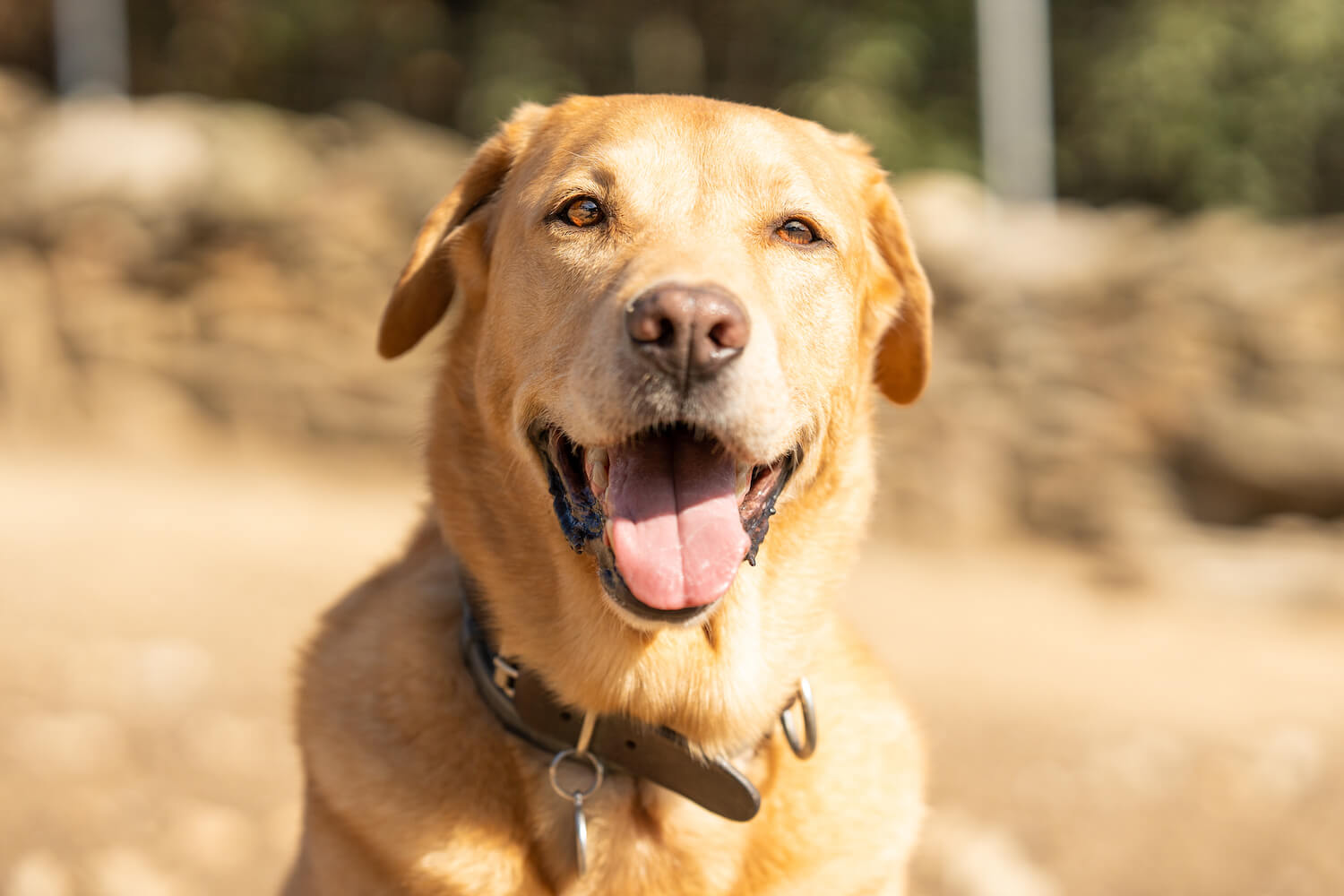 Dog Bite Statistics Australia
