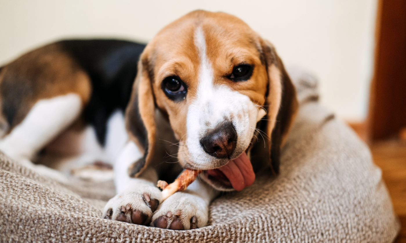 Puppy Dental Care & Teeth Health Guide: What You Need to Know