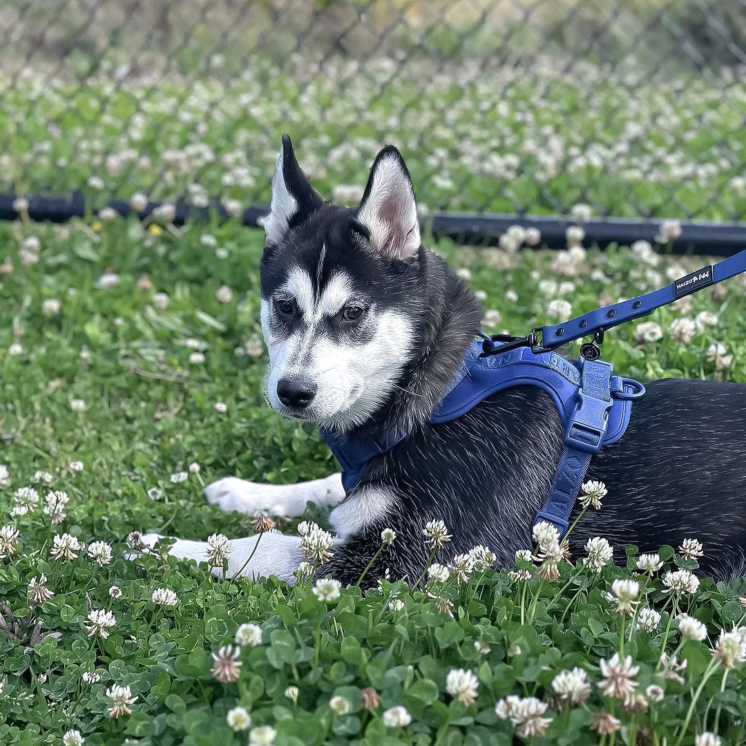How To Help A Choking Dog: Your Guide to Prevention & Protection