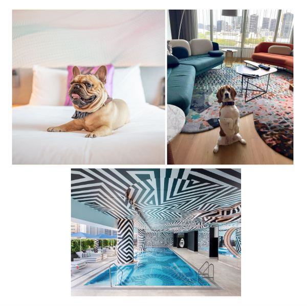 Best DogFriendly Hotels in Brisbane NALZO NALZO The Label