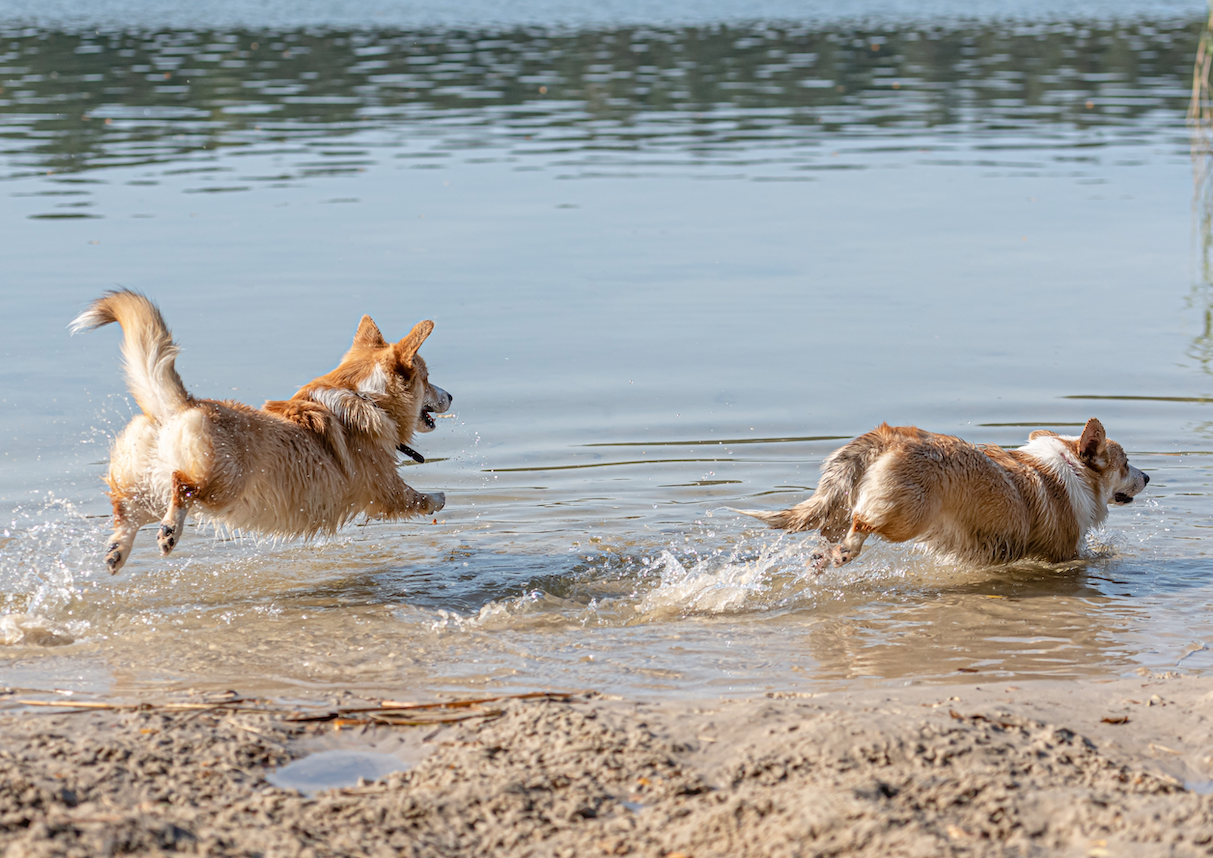 corgi enjoying their time at a dog friendly beach