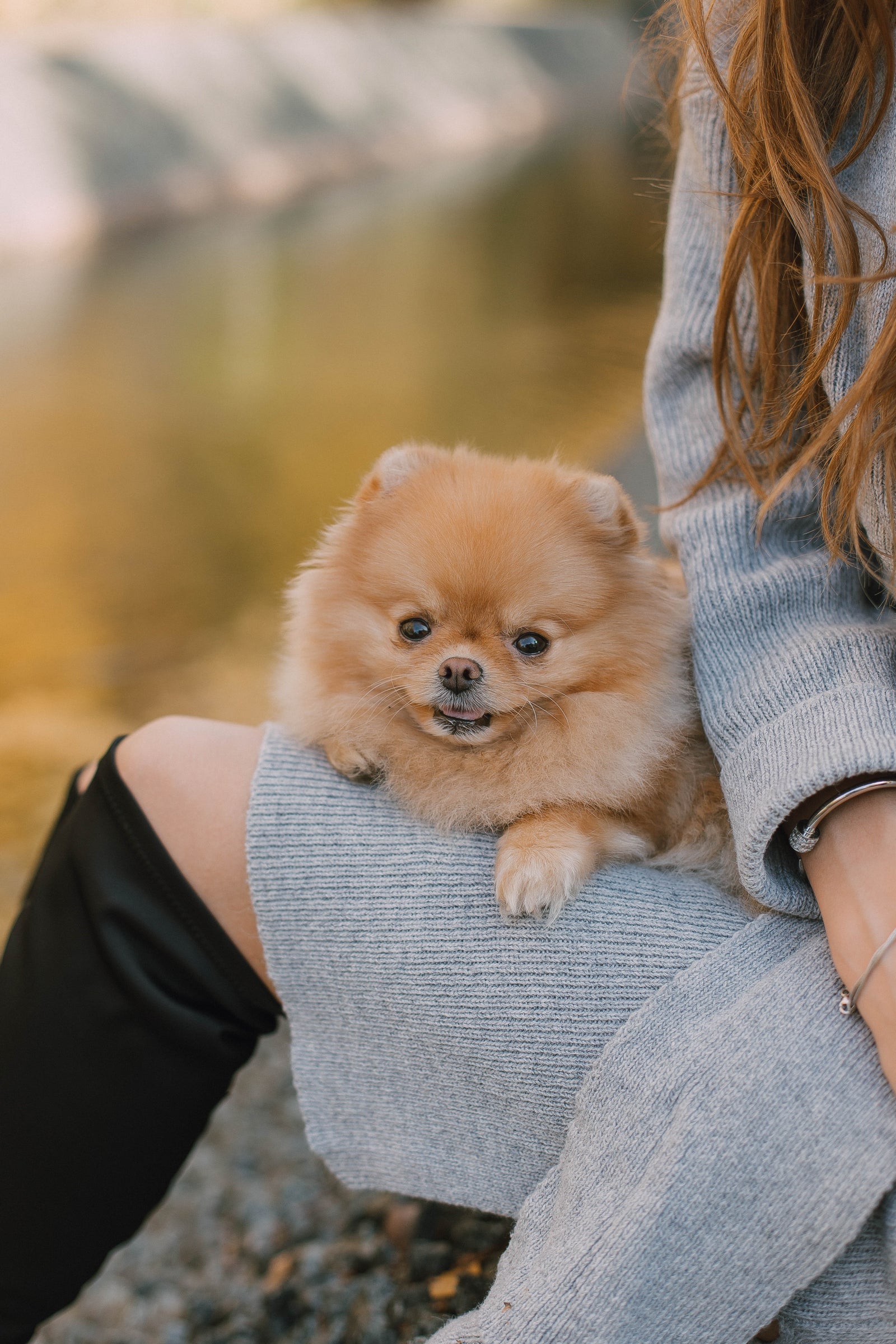 Pomeranian puppy sitting on their owner's lap