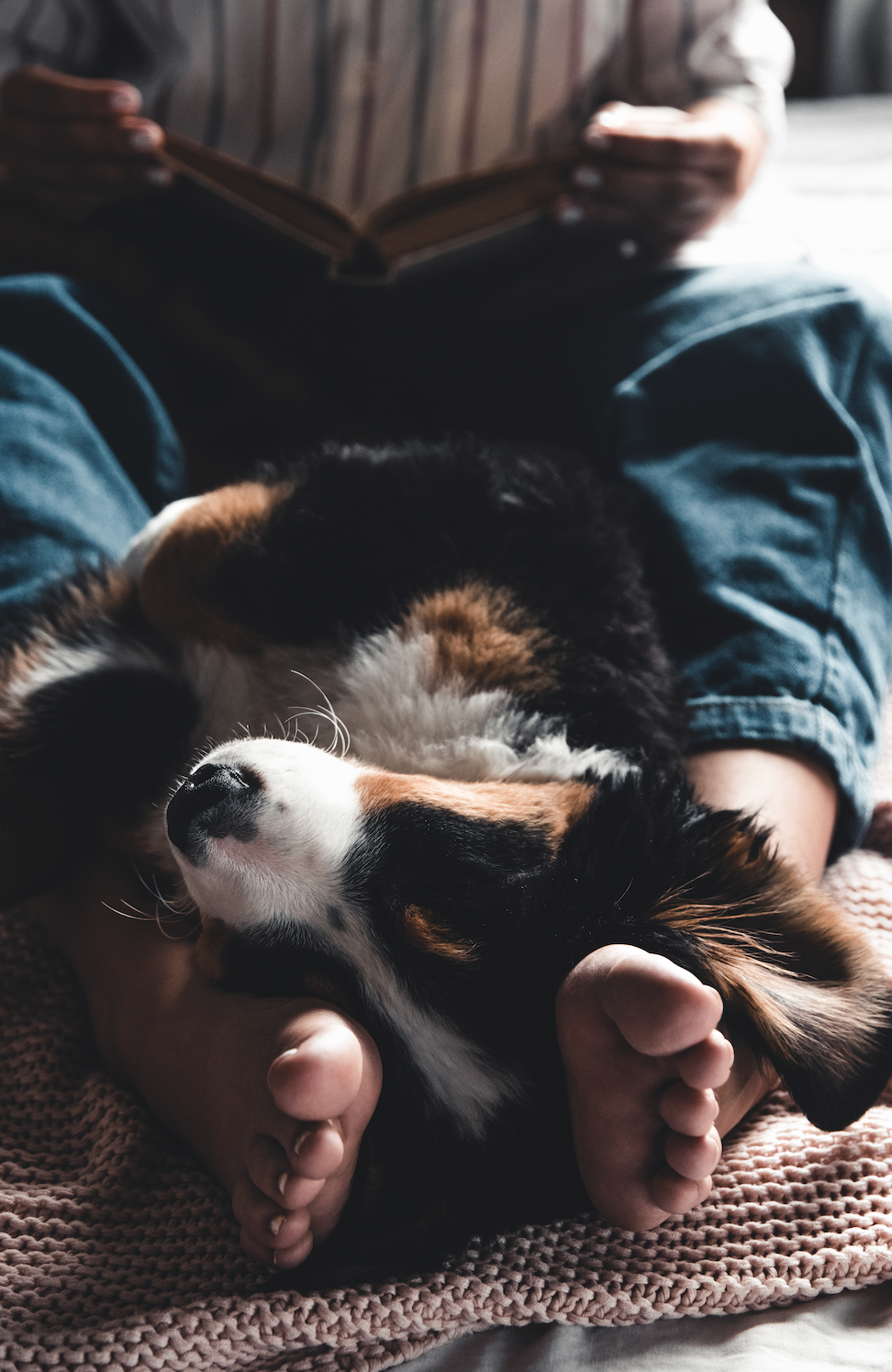 dog snuggling
