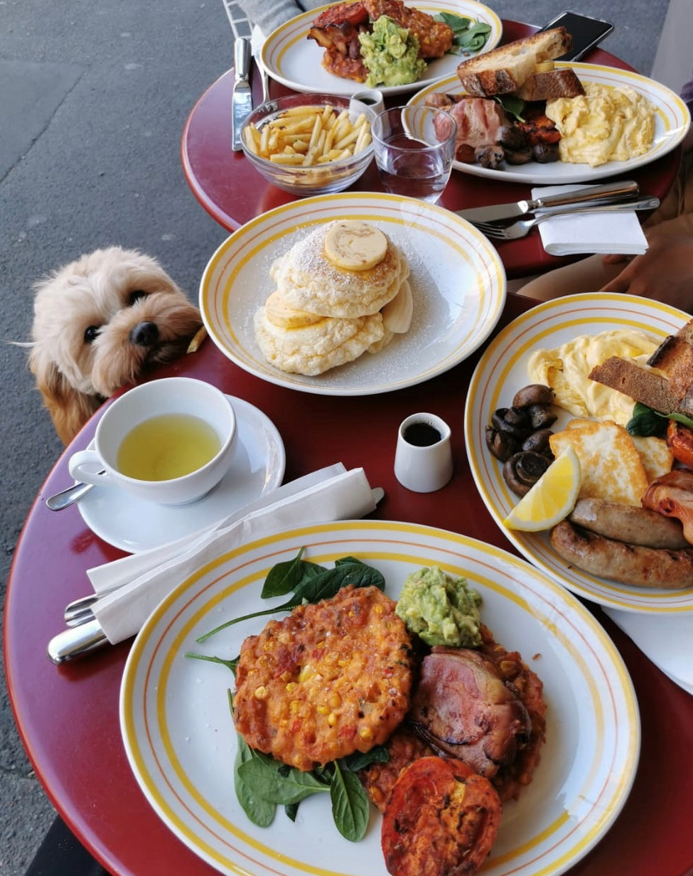 Cavoodle puppy going on brunch date with human