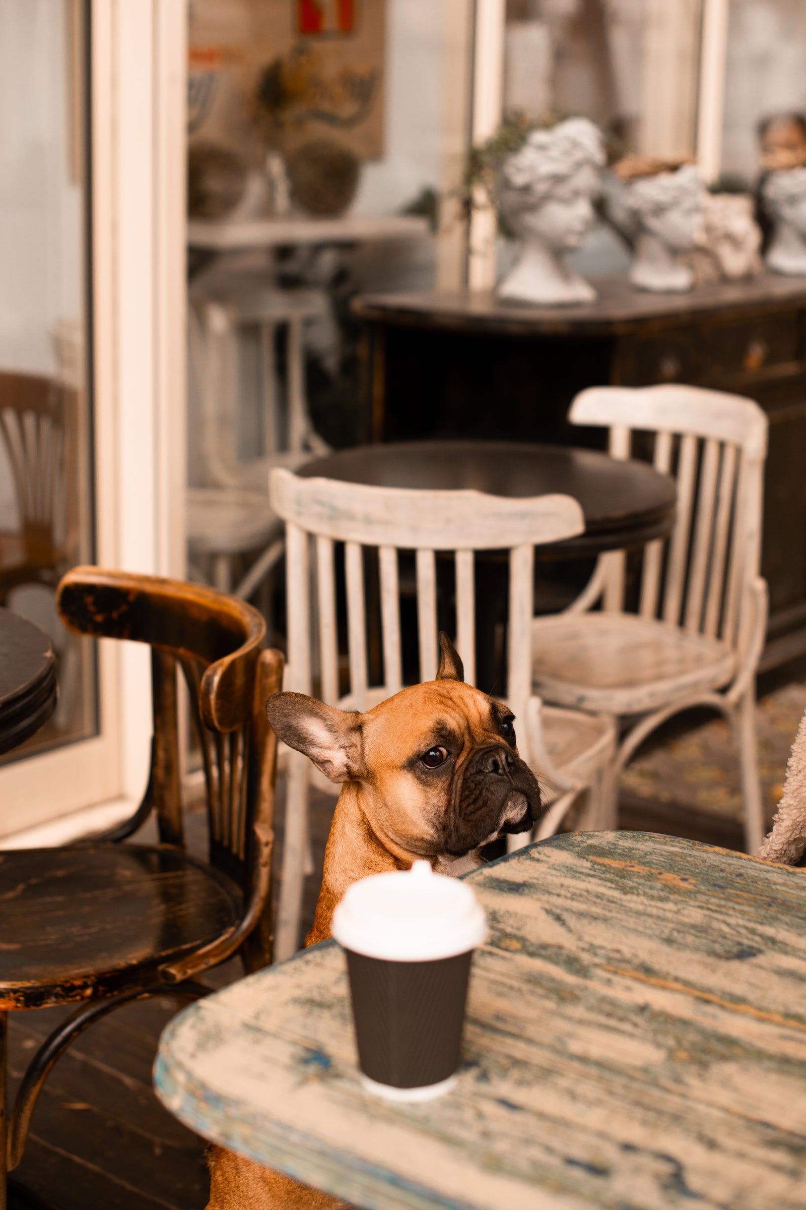 DOG FRIENDLY PUB