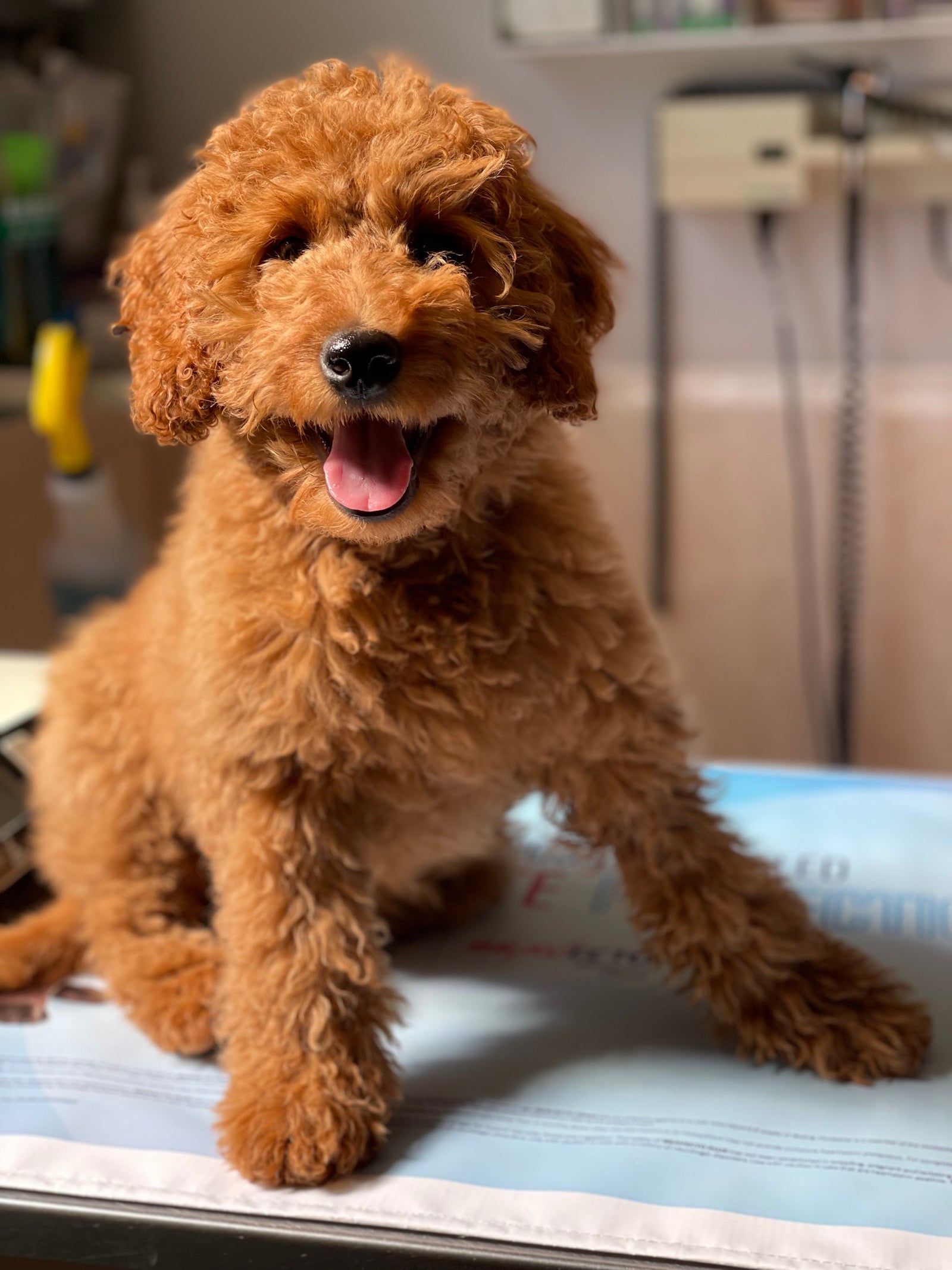 Apricot cavoodle waiting at the vet