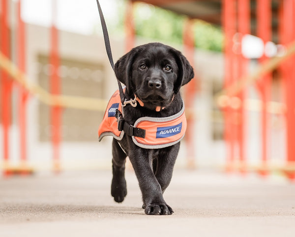 Guide dogs hot sale nsw shop