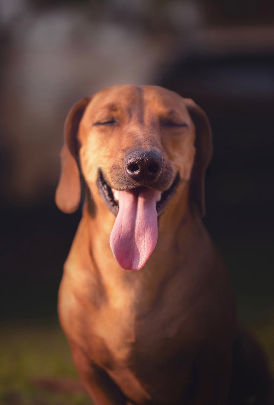 Happy dog sticking his tongue out