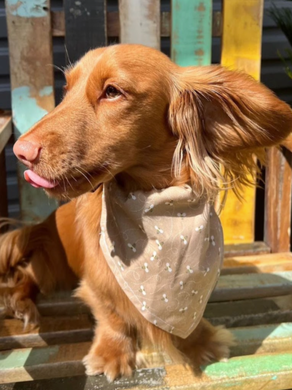 Honey Bee Bandana