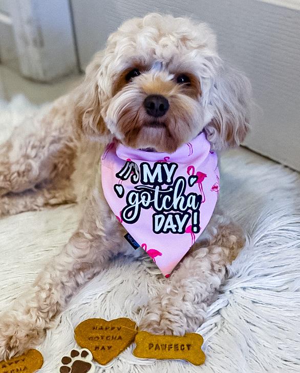 Gotcha day hot sale dog bandana