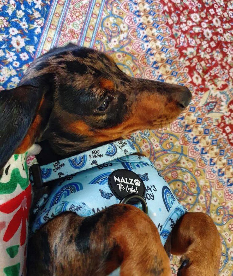 
          
            How To Eliminate Pet Odors From Carpet?
          
        