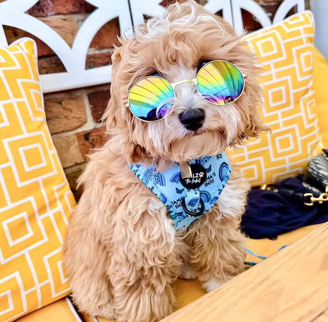 
          
            The Ultimate Guide To Pet Caring In Australia
          
        