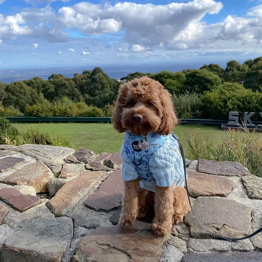 Best Dog Parks in Sydney