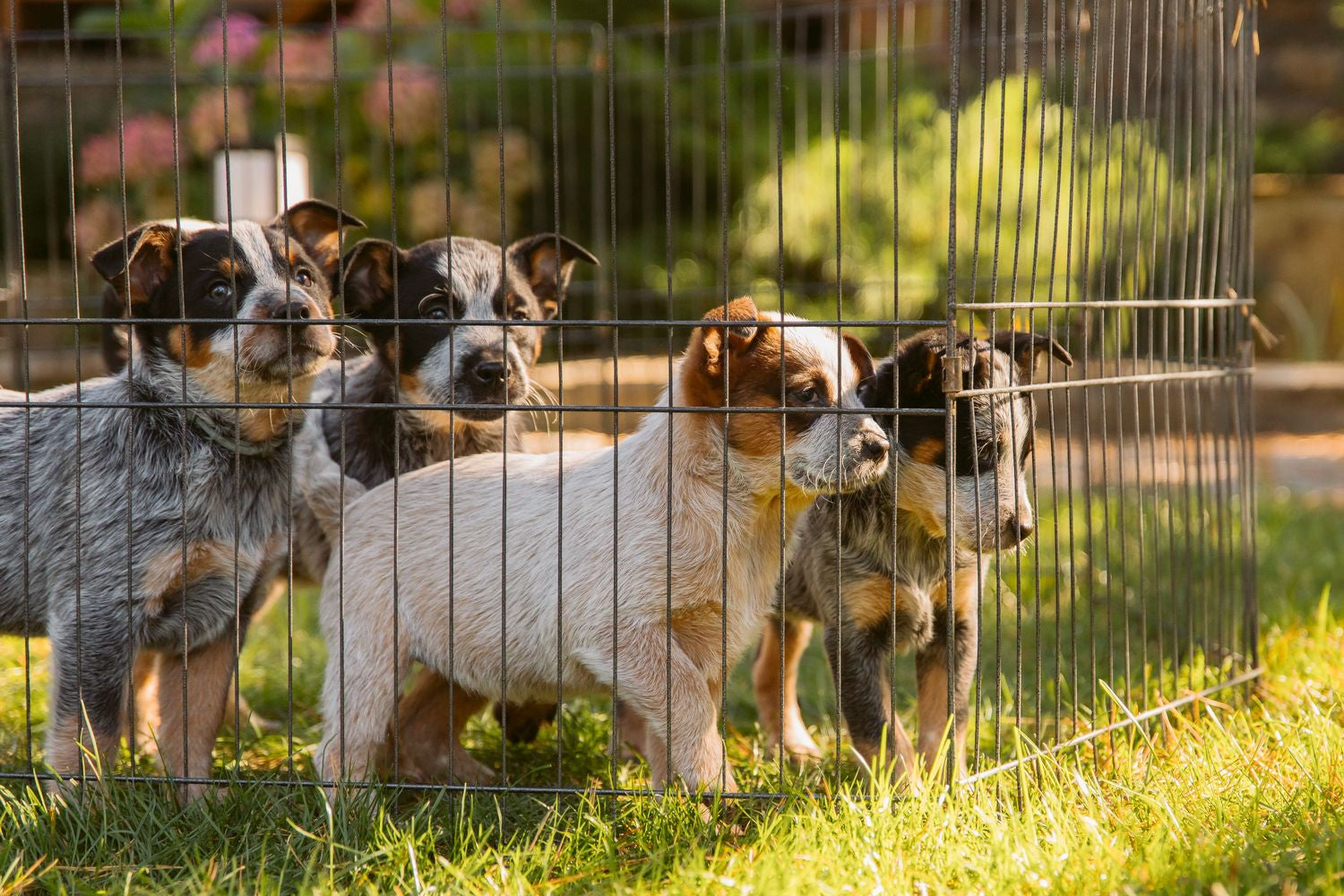 5 Best Dog Shelters & Adoption Centres in Sydney