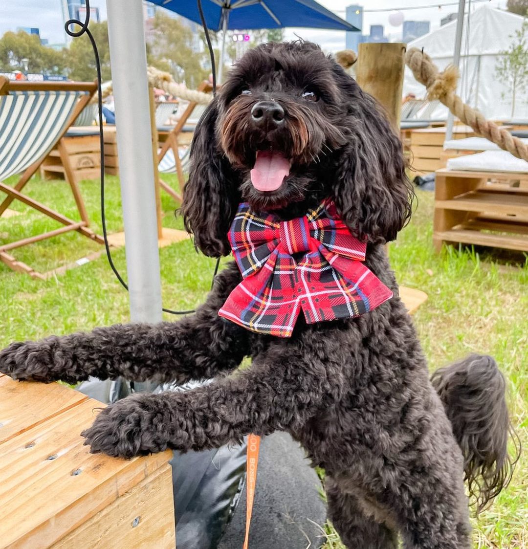 
          
            10 Tips to Create a Dog-Friendly Backyard
          
        