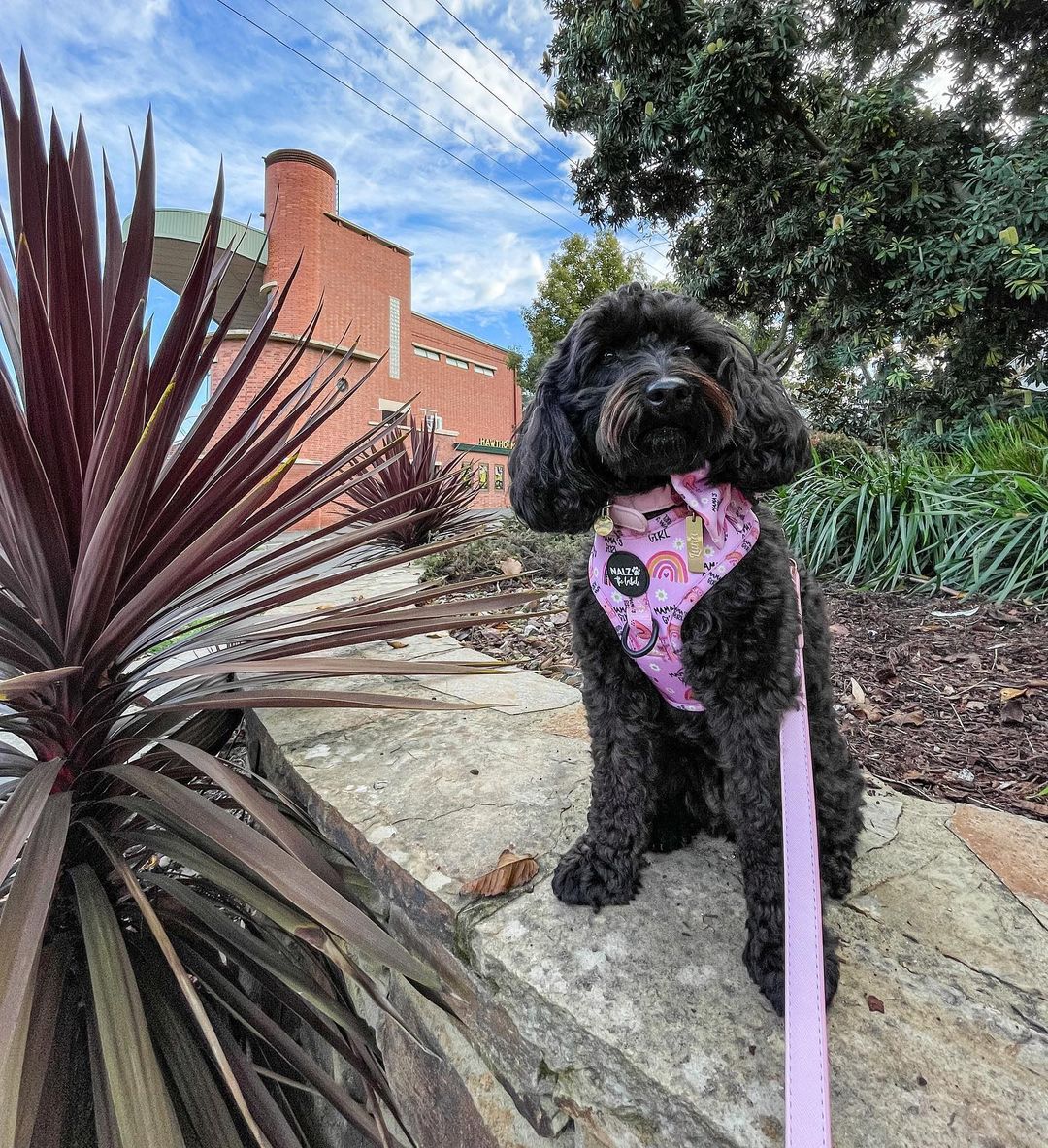 
          
            Tips To Protect Your Dog From Hot Pavement
          
        
