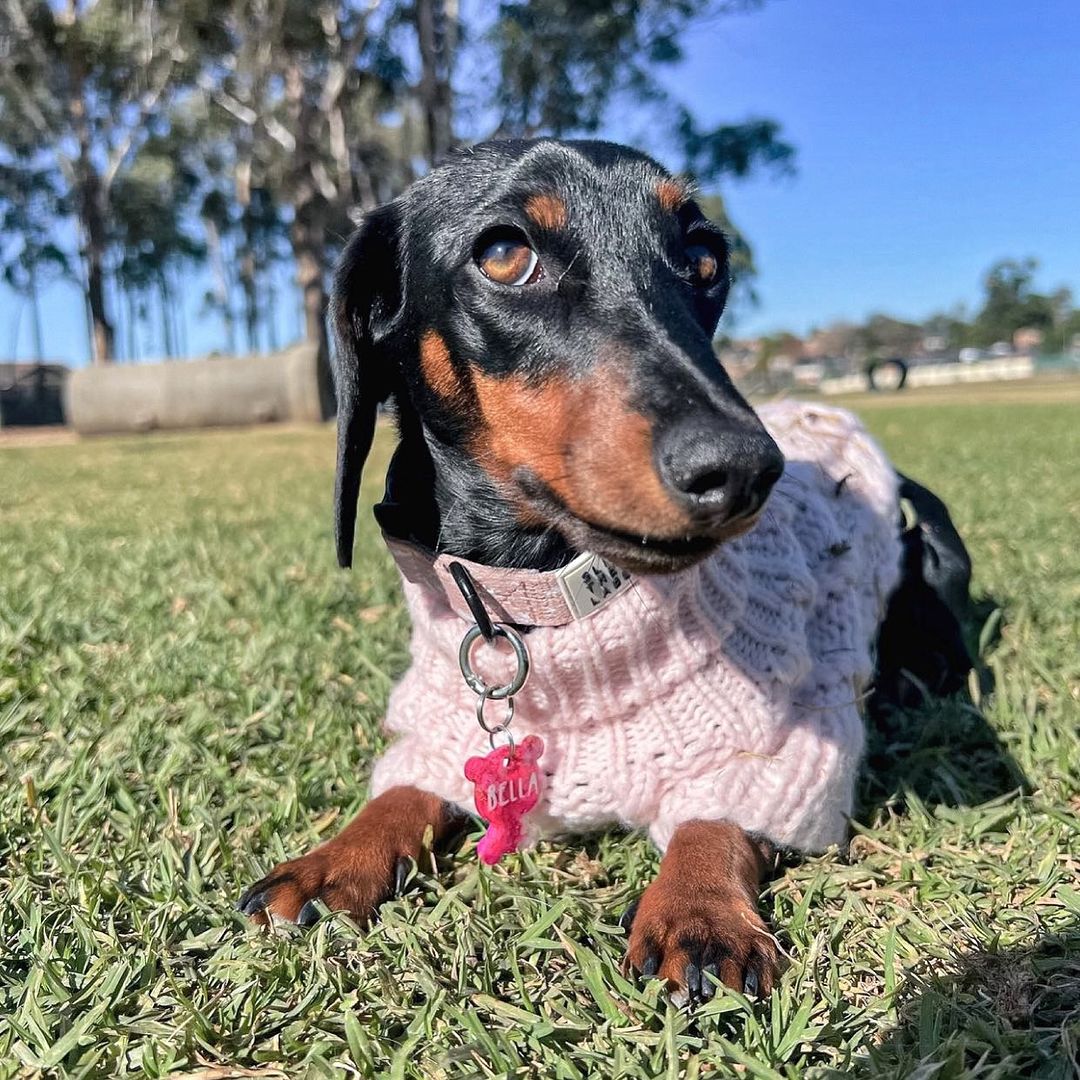 
          
            Dog Off-Leash Etiquette: Everything You Need To Know
          
        