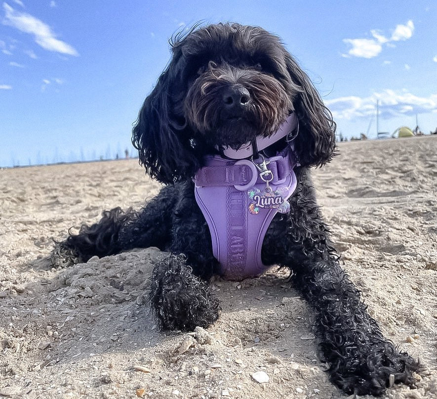 
          
            Top 5 Dog-Friendly Parks in Sydney’s Northern Beaches
          
        