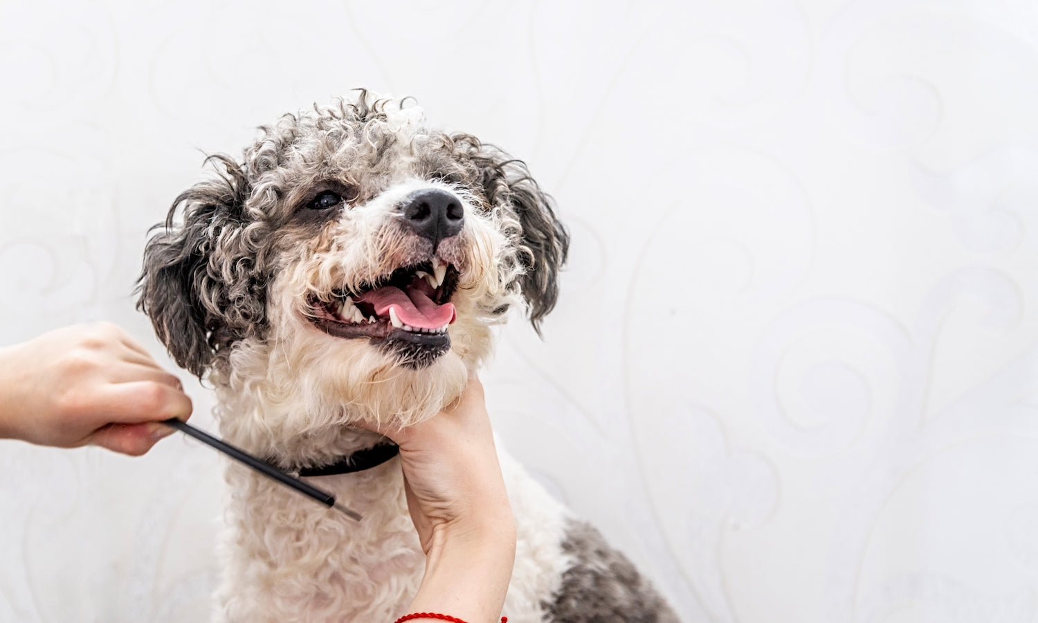 How To Groom Your Dog At Home (Step by Step Guide) Nalzo NALZO The Label