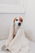
          
            Dog bath with a towel
          
        