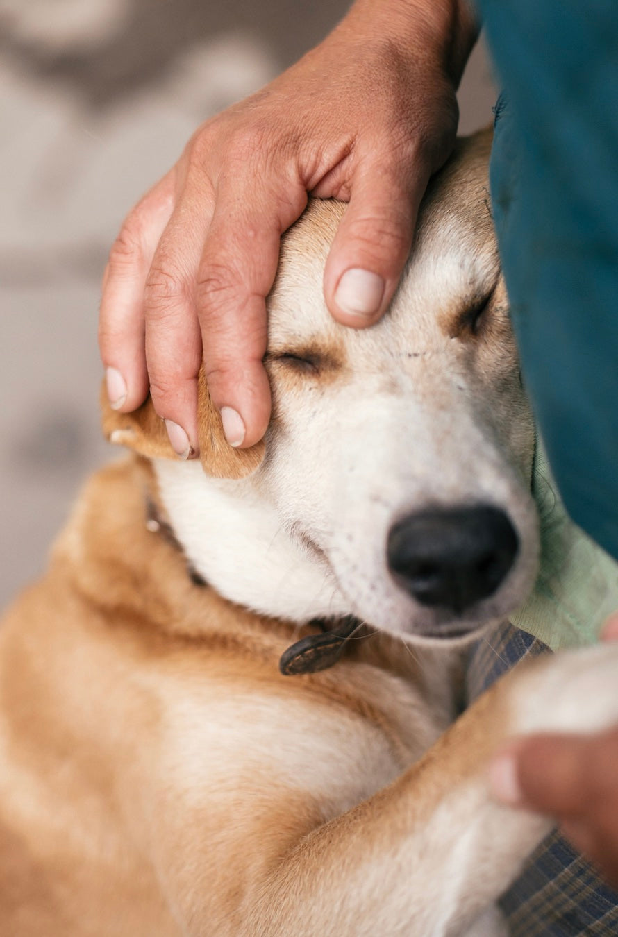 
          
            Is Pet Insurance Necessary?
          
        