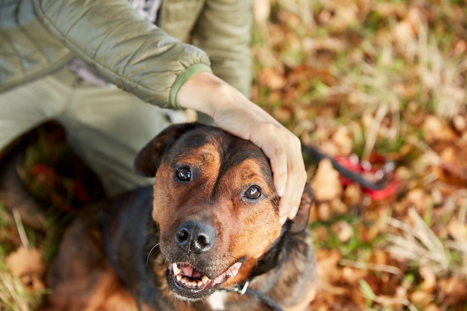 
          
            Ticks on Dogs Guide: Statistics, Symptoms & Treatment Insights
          
        