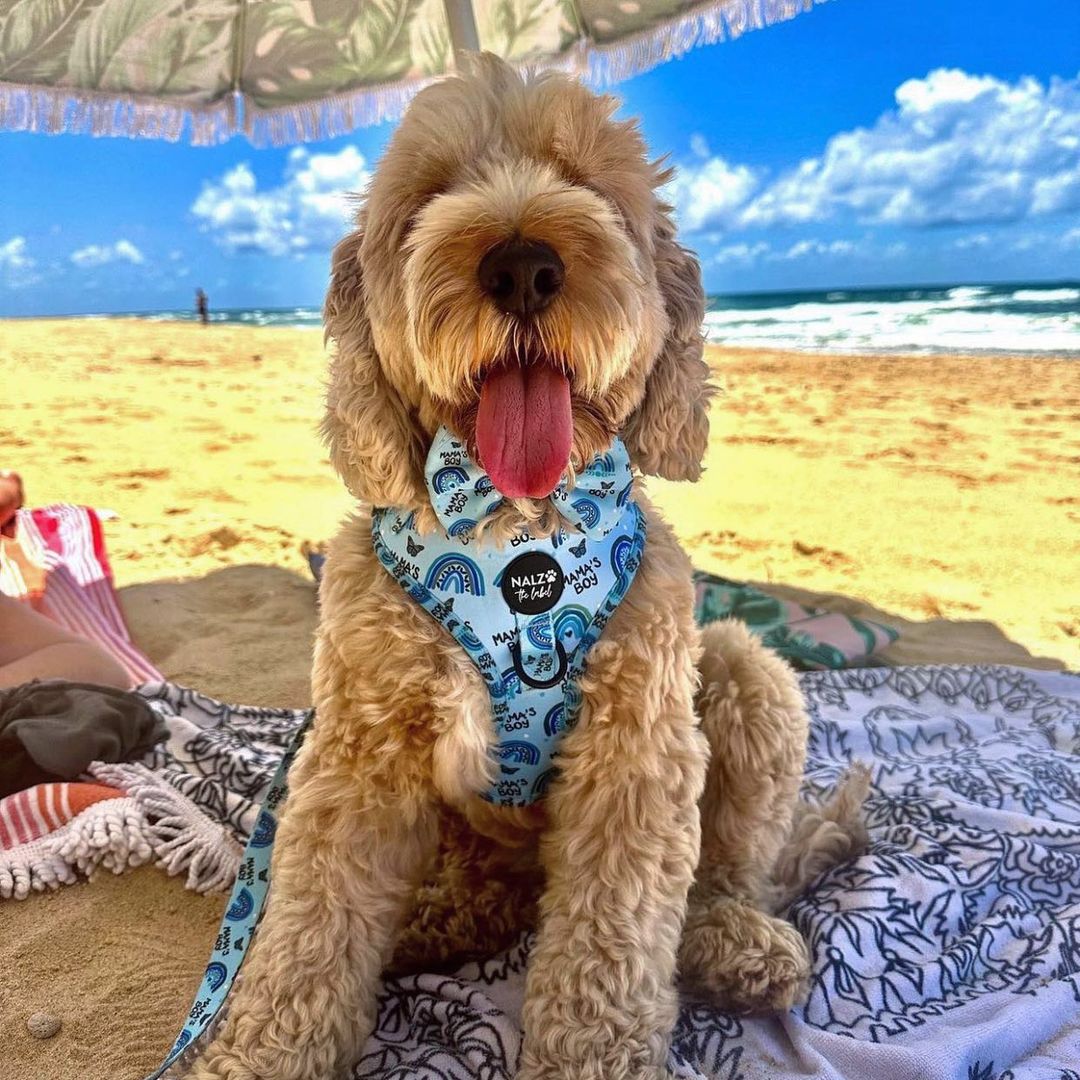 Taking Your Dog To The Beach: Best Safety Tips