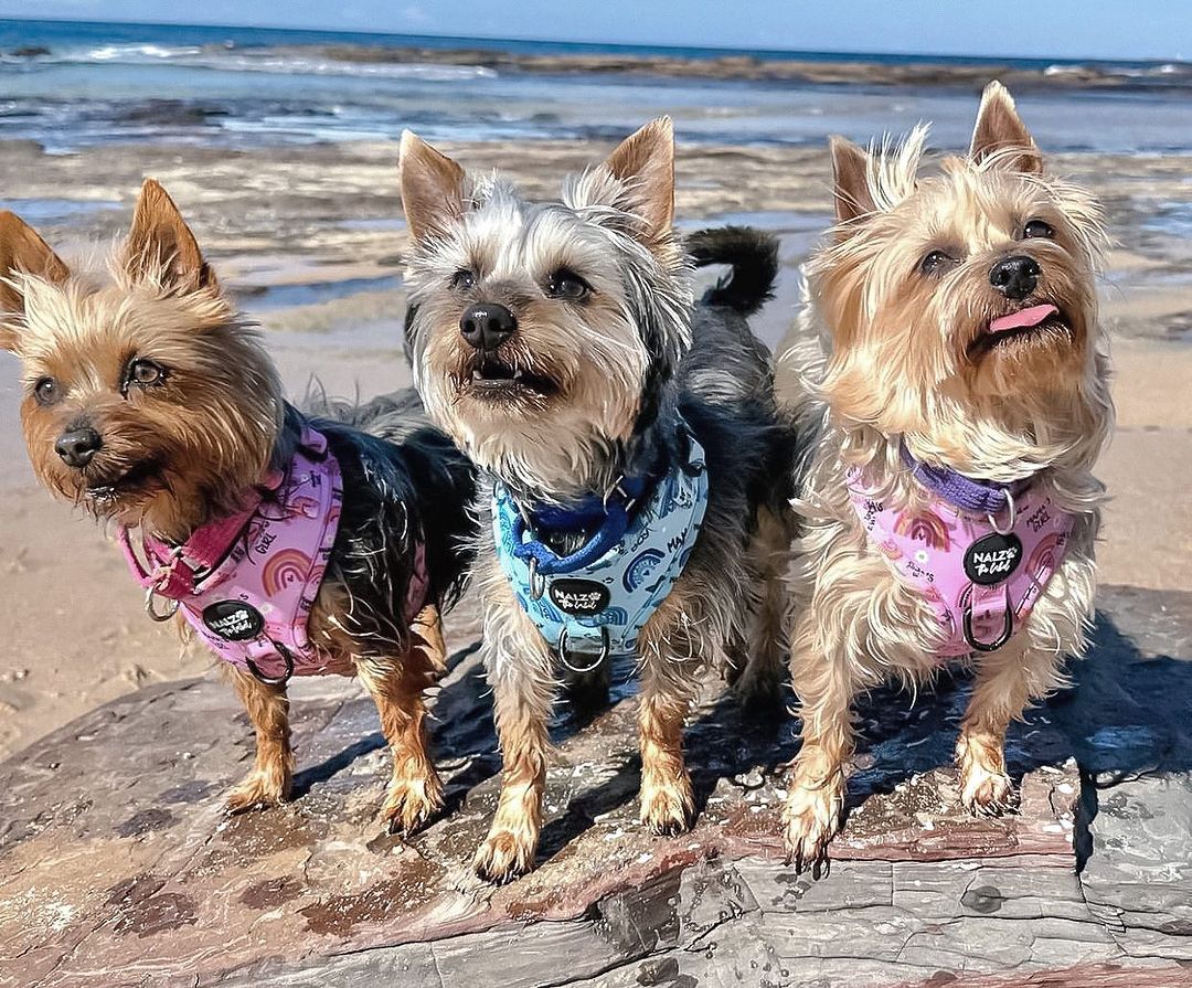 
          
            10 Tips to Keep Your Dog Cool in Summer
          
        