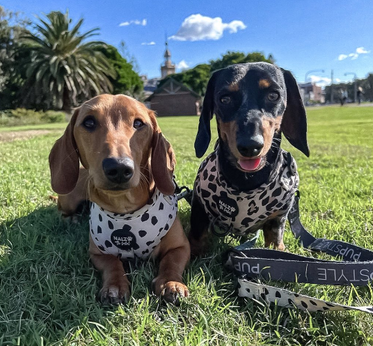 Top 5 Dog-Friendly Parks in Sydney’s Eastern Beaches