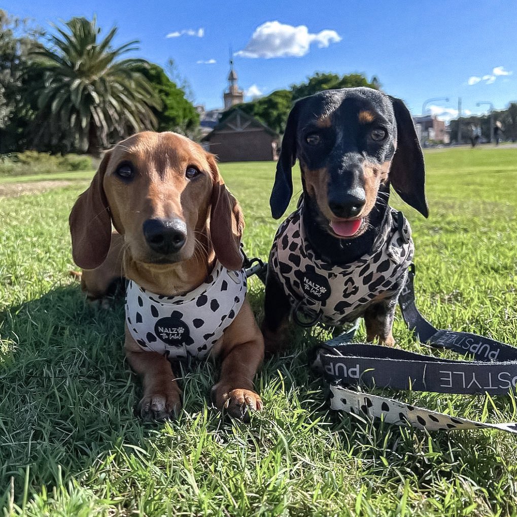 
          
            Top 5 Dog-Friendly Parks in Sydney’s North Shore
          
        