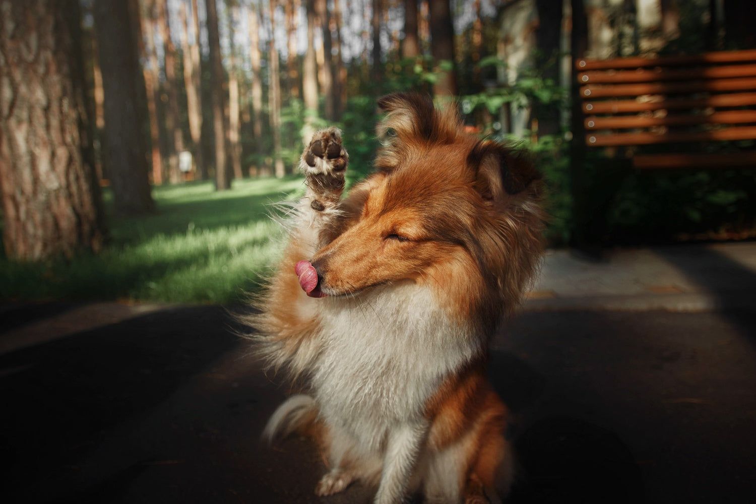 
          
            Why Is My Dog Excessively Licking Its Paws?
          
        