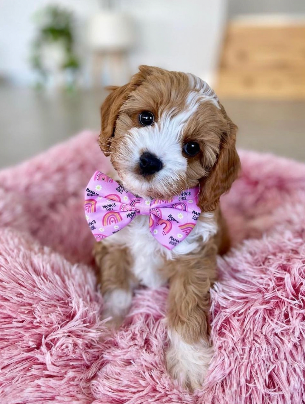 
          
            Cavoodle puppy wearing a NALZO mama's girl bow tie
          
        