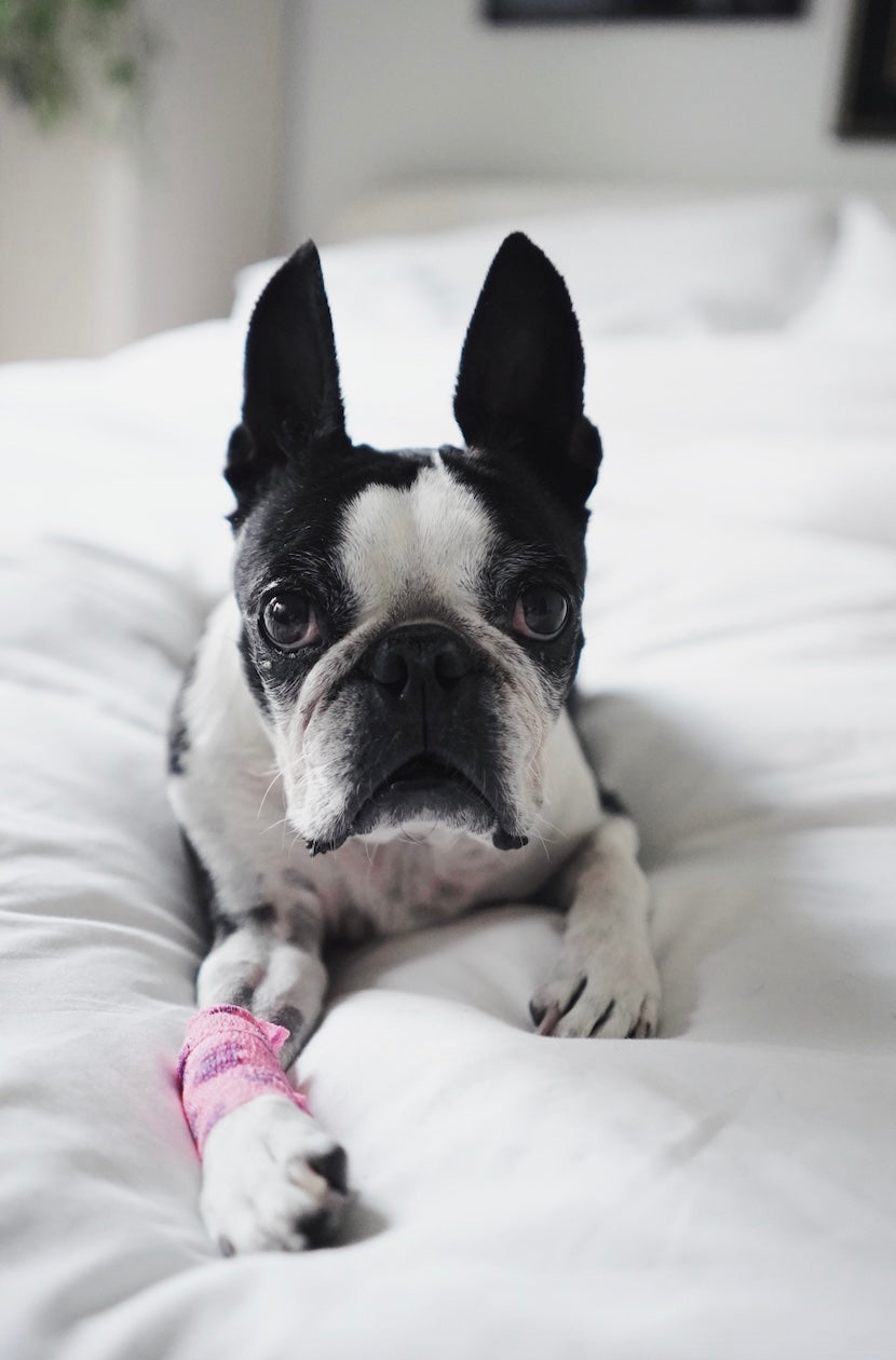 
          
            French Bulldog Recovering
          
        