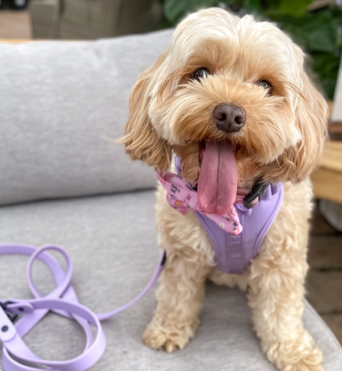 Benefits of a Dog Harness