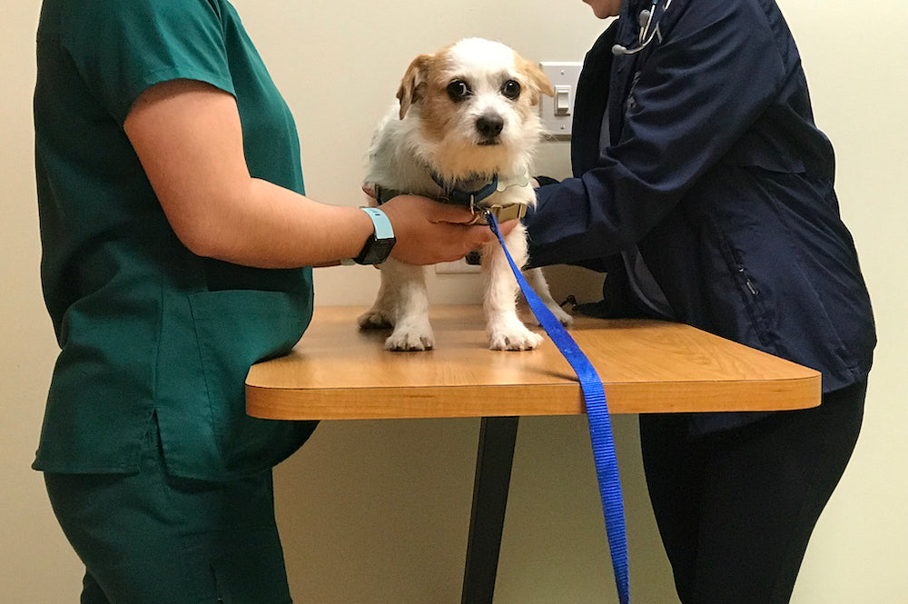 Reducing Dogs With Severe Anxiety 5 Methods That Have Proven To Work