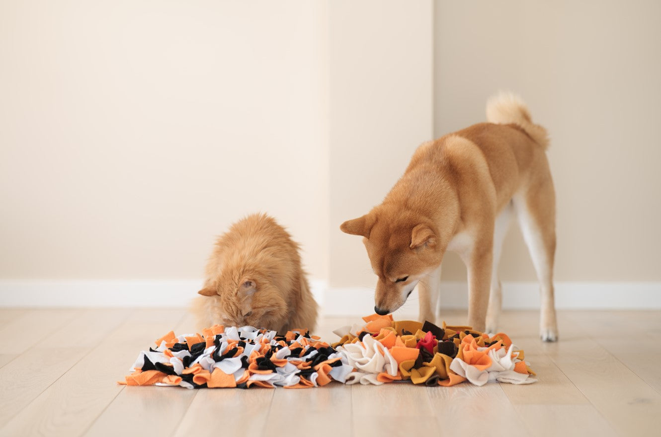 
          
            Dog Puzzle Feeders: 10 Benefits To Use Them
          
        
