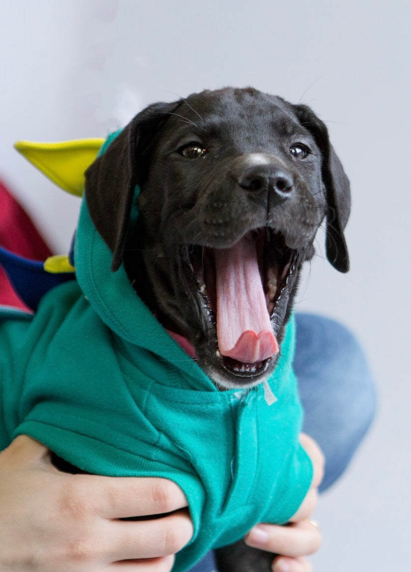 
          
            Puppy Male Dog Yawning
          
        