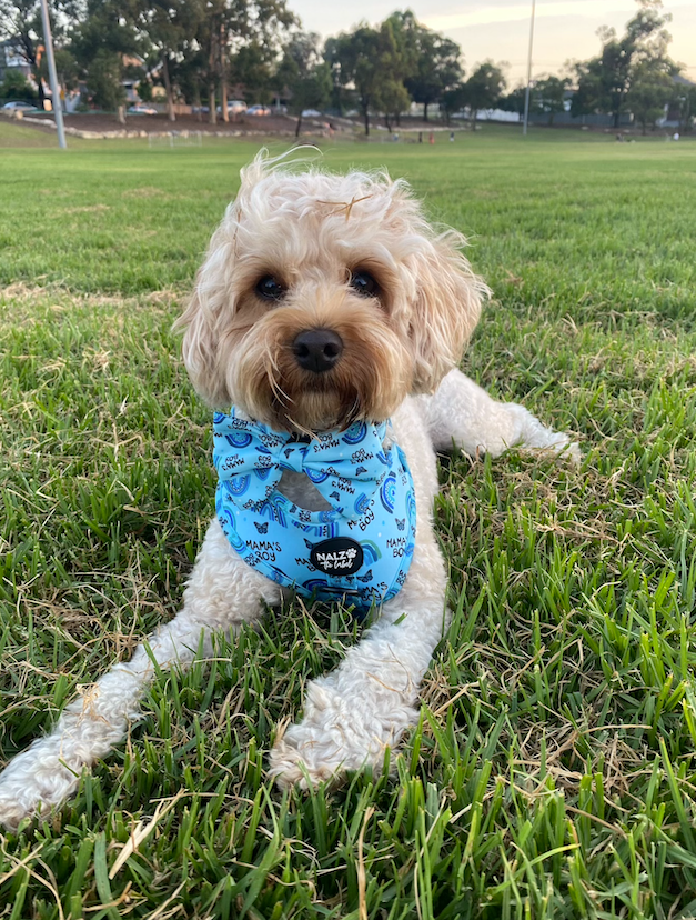 
          
            8 Best Dog Parks in Sydney's Inner West
          
        