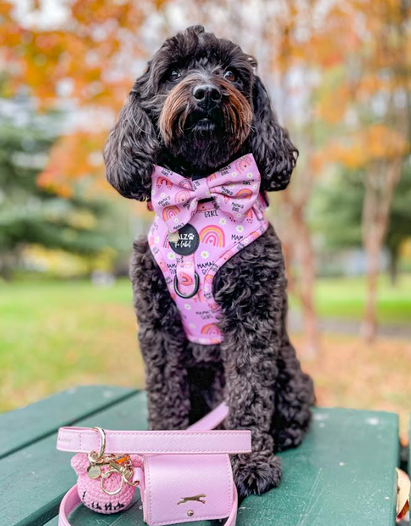 
          
            Black cavoodle wearing dog mama's girl pink harness
          
        