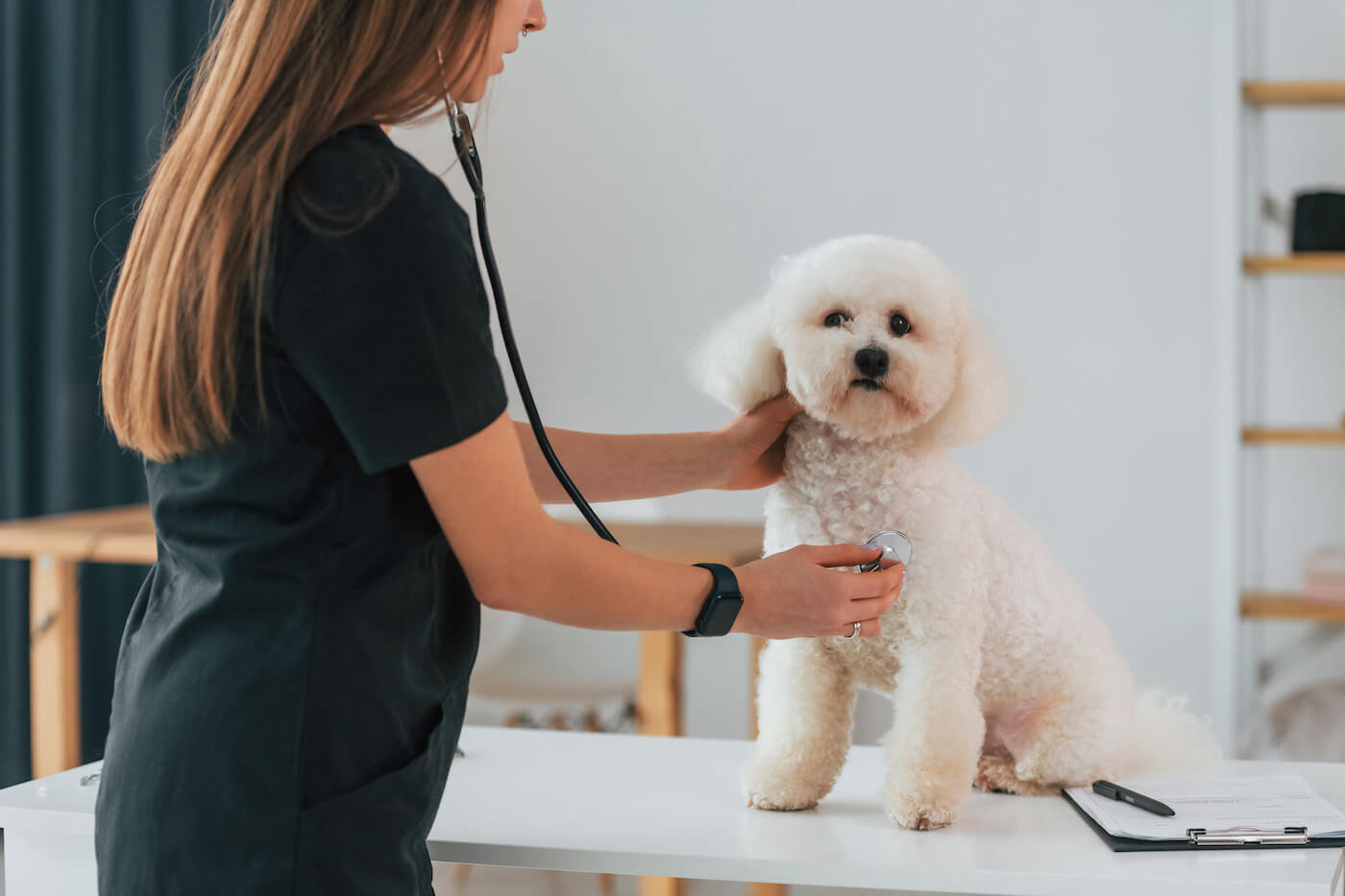 
          
            Pet Health 101: Common Concerns And How To Address Them
          
        