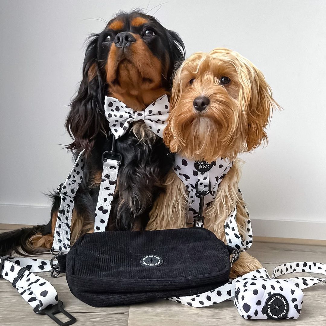 
          
            Dog Ownership Statistics Australia
          
        