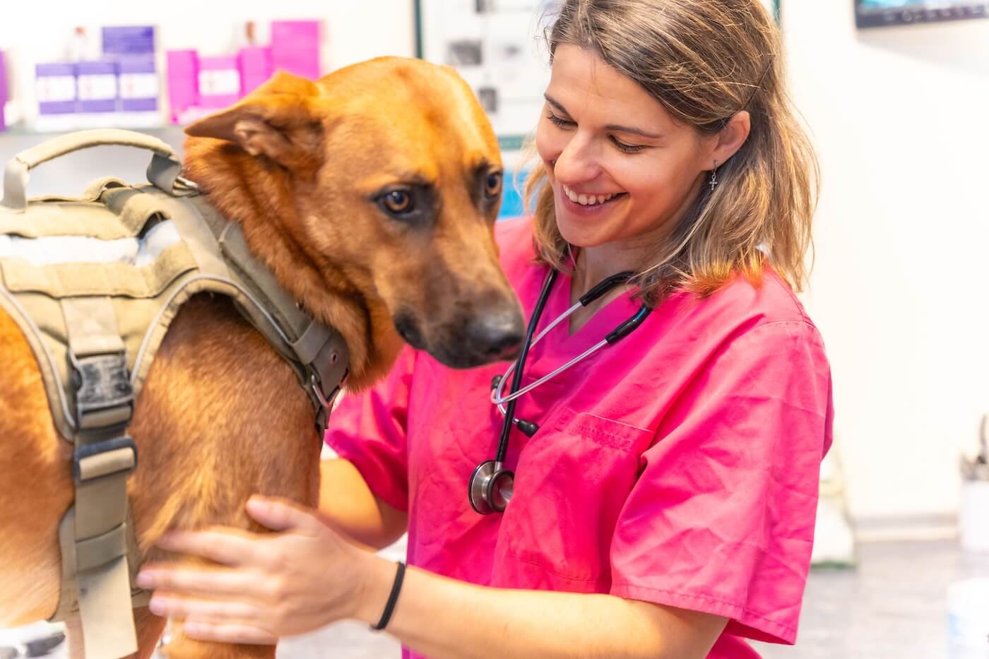 Veterinarian Statistics Australia