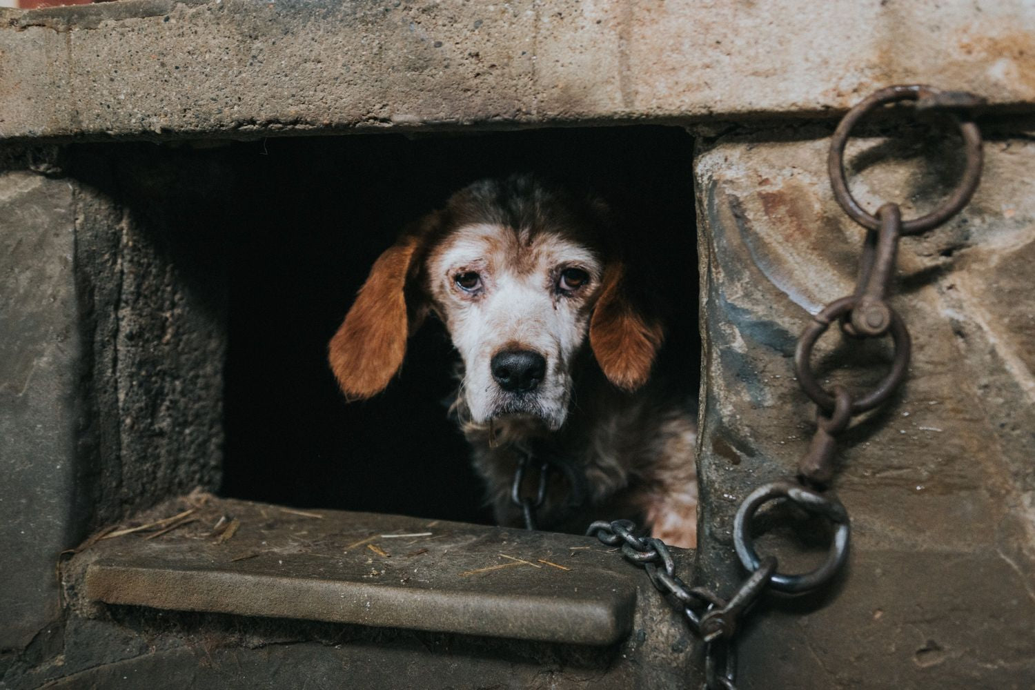 Animal Cruelty Statistics Australia