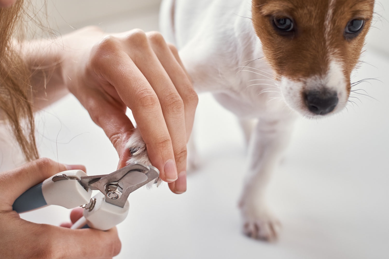 
          
            How To Best Clip & Cut Your Dog's Nails
          
        