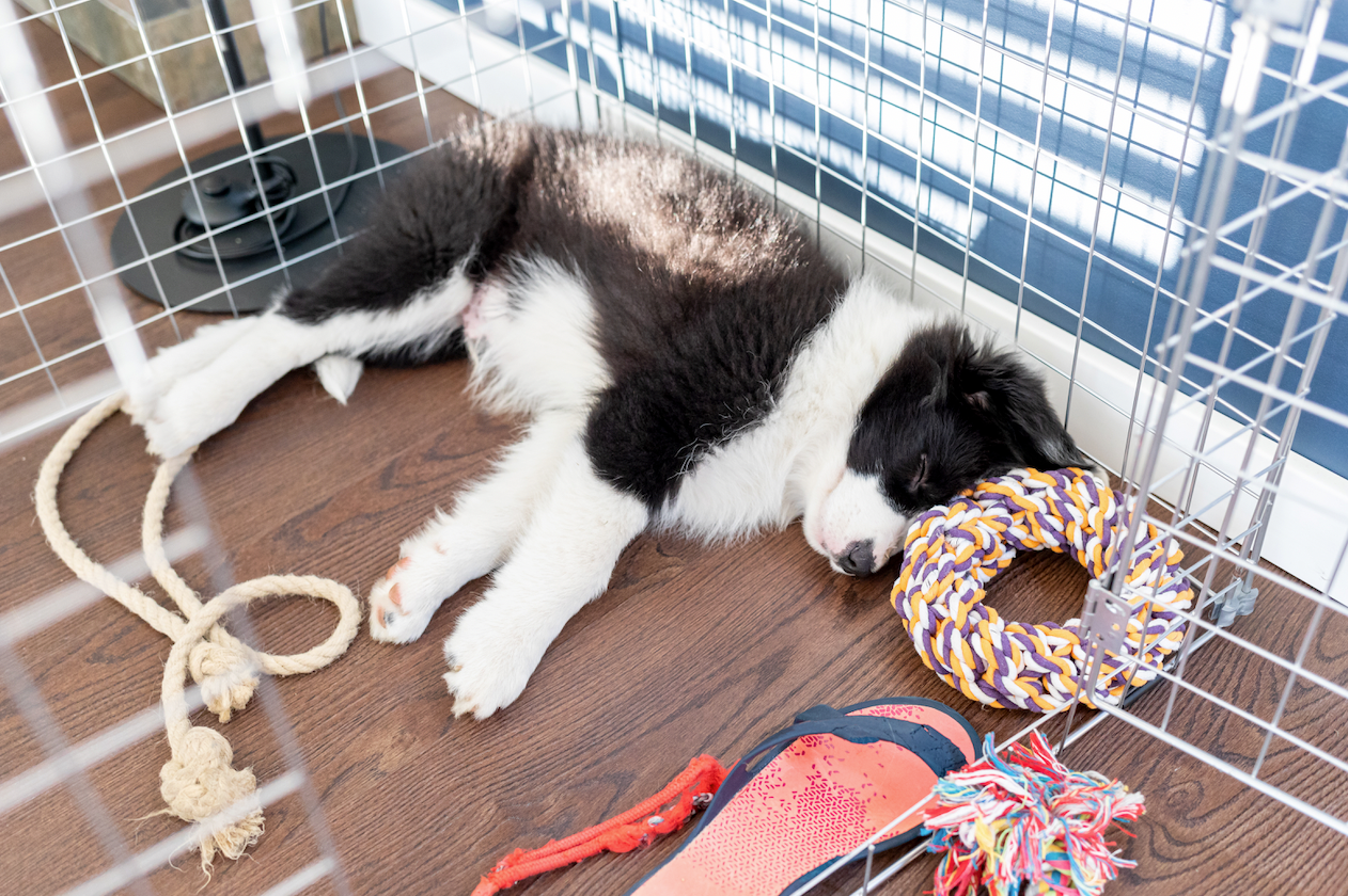 Dog crate for outlet border collie